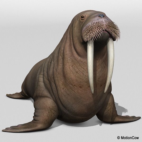 Detail Picture Of Walrus Animal Nomer 5