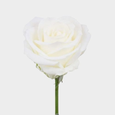 Detail Picture Of White Roses Nomer 28