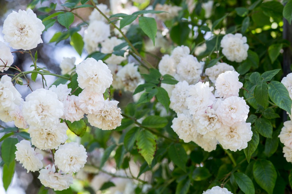 Detail Picture Of White Roses Nomer 31