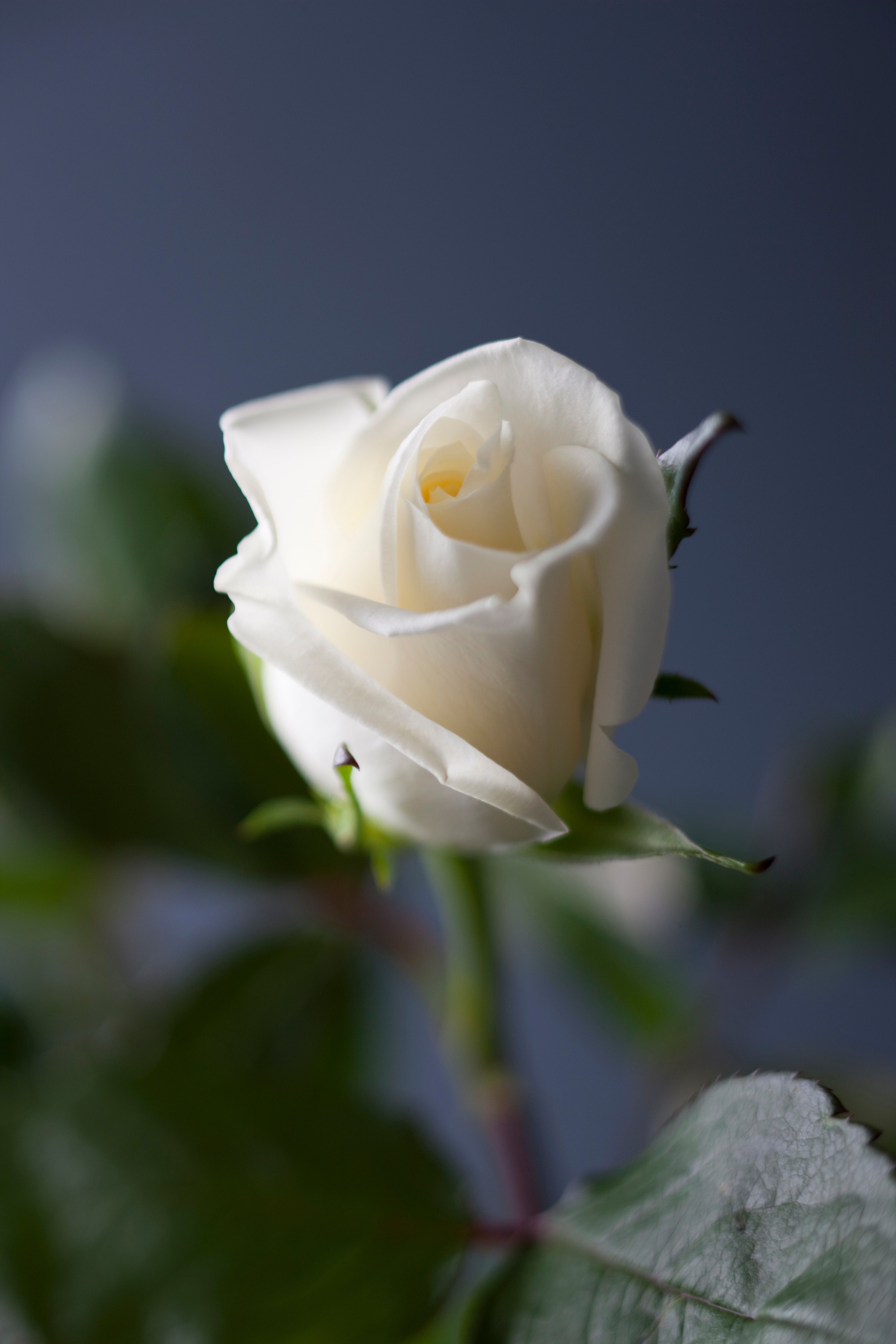 Detail Picture Of White Roses Nomer 4