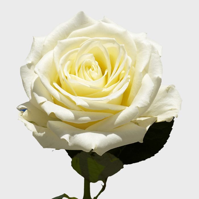 Detail Picture Of White Roses Nomer 51