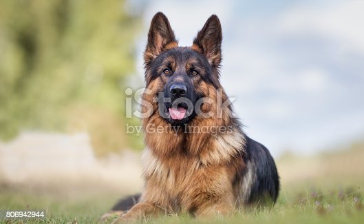 Detail Pictures German Shepherd Nomer 21