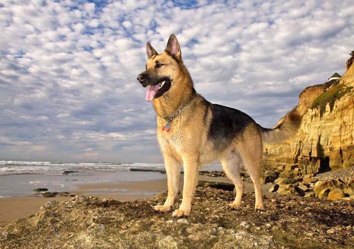 Download Pictures German Shepherd Nomer 44