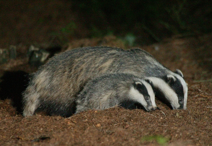 Detail Pictures Of A Badger Nomer 52