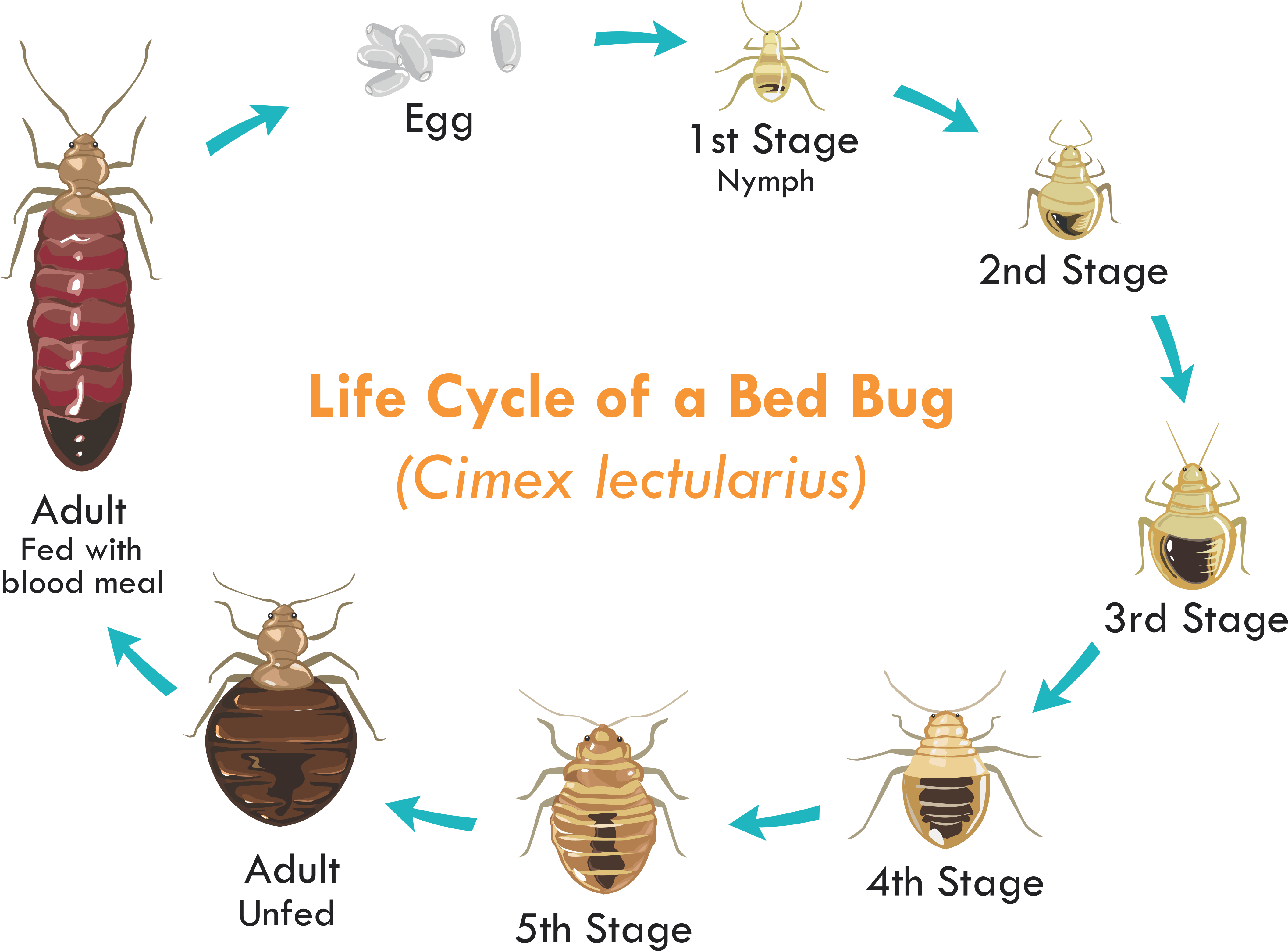 Detail Pictures Of A Bedbug Nomer 16