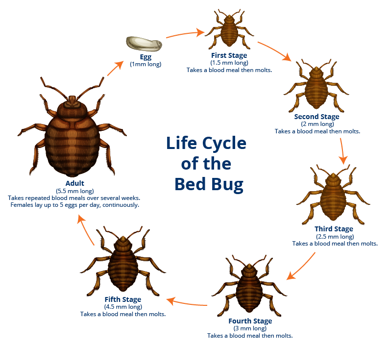 Detail Pictures Of A Bedbug Nomer 17