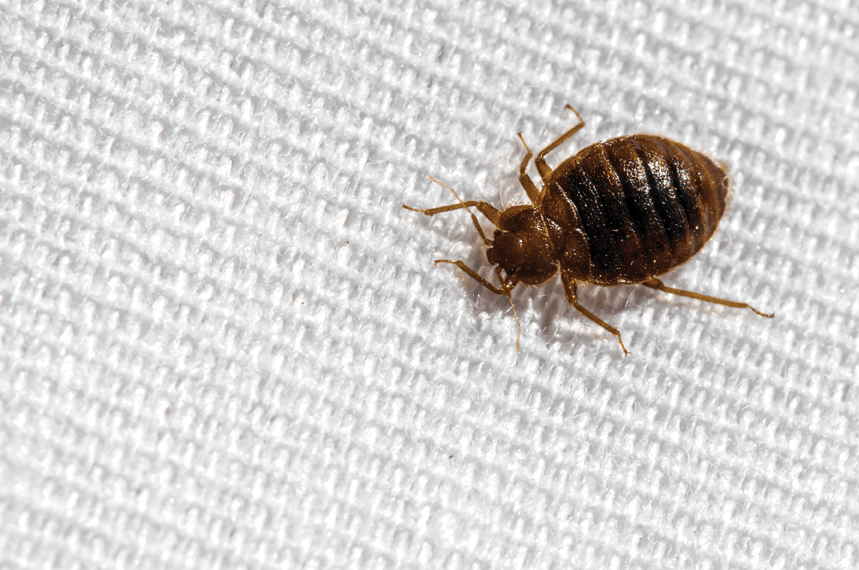Detail Pictures Of A Bedbug Nomer 2