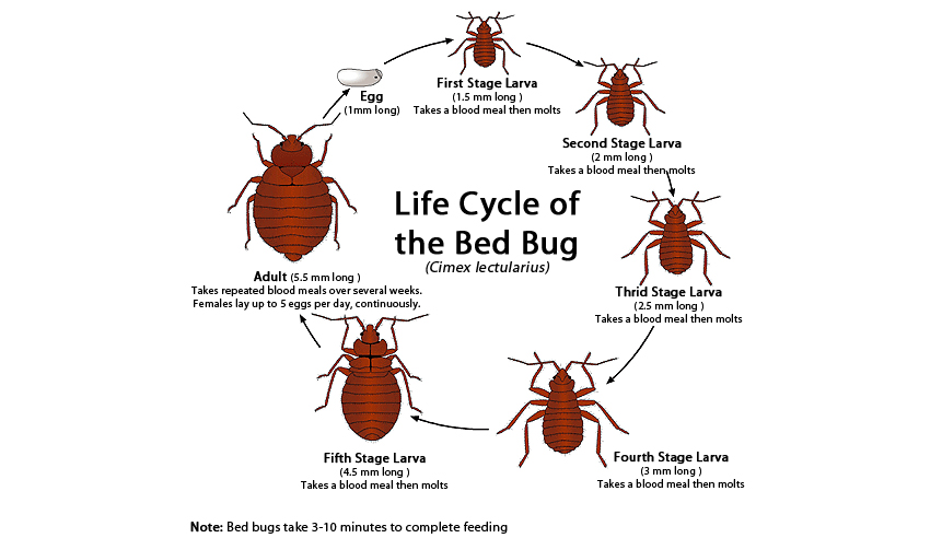 Detail Pictures Of A Bedbug Nomer 20