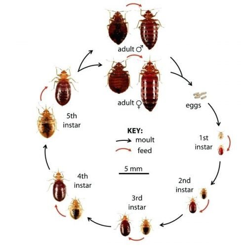 Detail Pictures Of A Bedbug Nomer 26