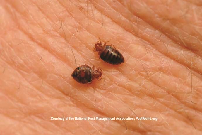 Detail Pictures Of A Bedbug Nomer 29