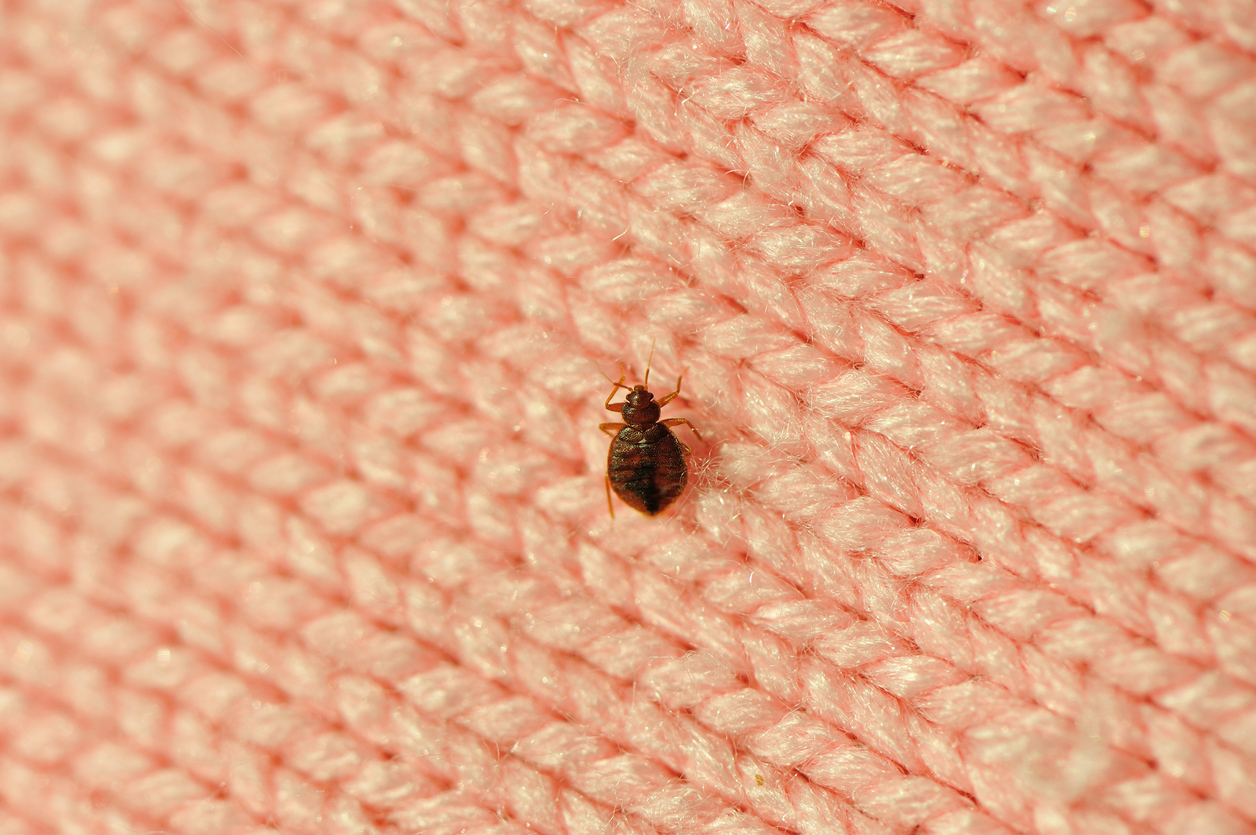 Detail Pictures Of A Bedbug Nomer 4
