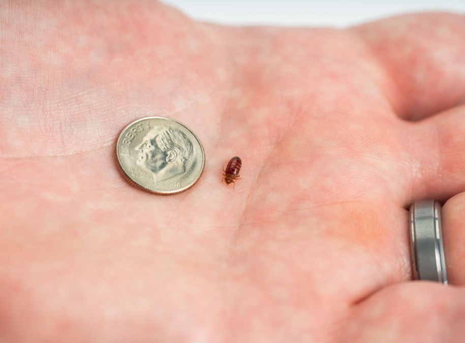 Detail Pictures Of A Bedbug Nomer 35
