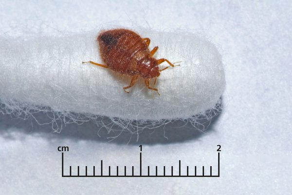 Detail Pictures Of A Bedbug Nomer 37