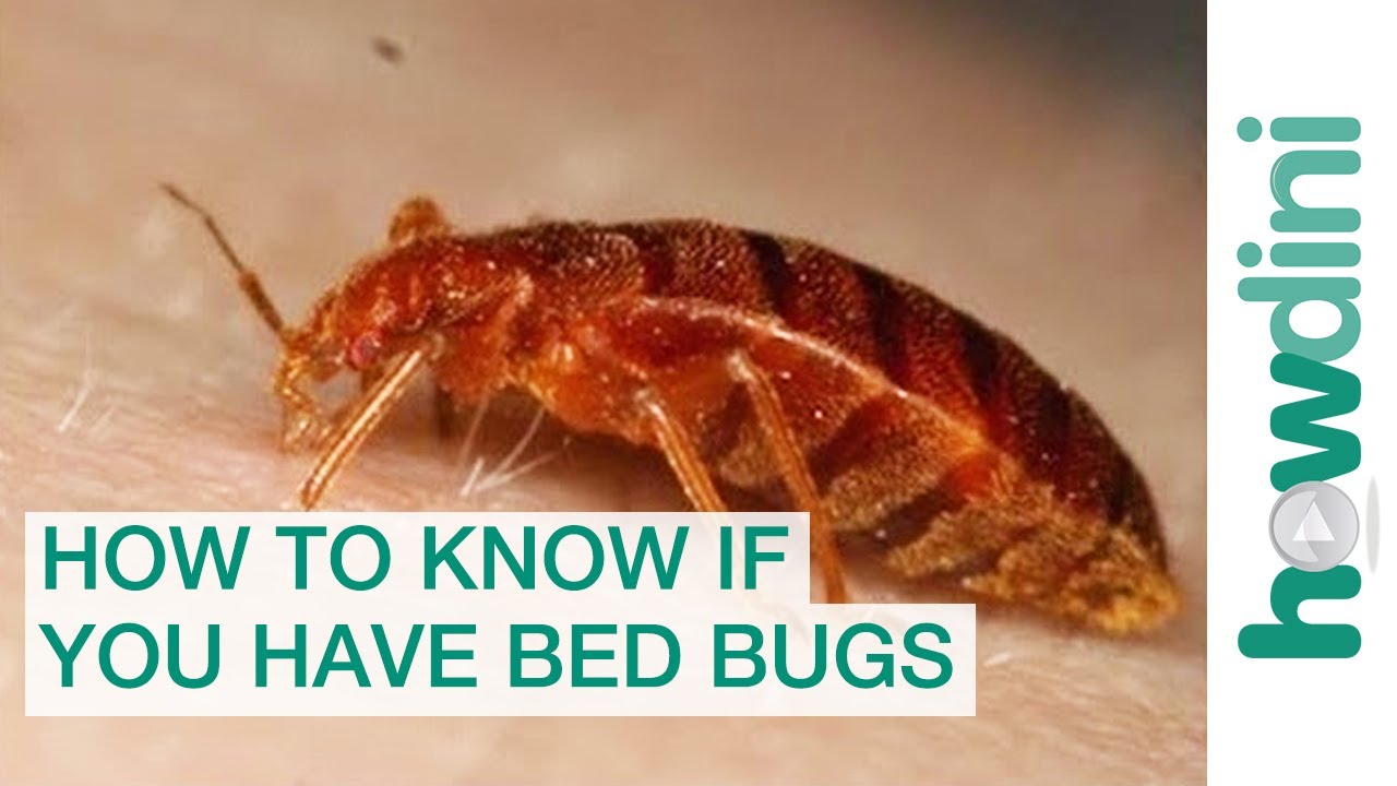 Detail Pictures Of A Bedbug Nomer 44
