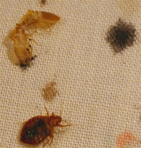 Detail Pictures Of A Bedbug Nomer 45