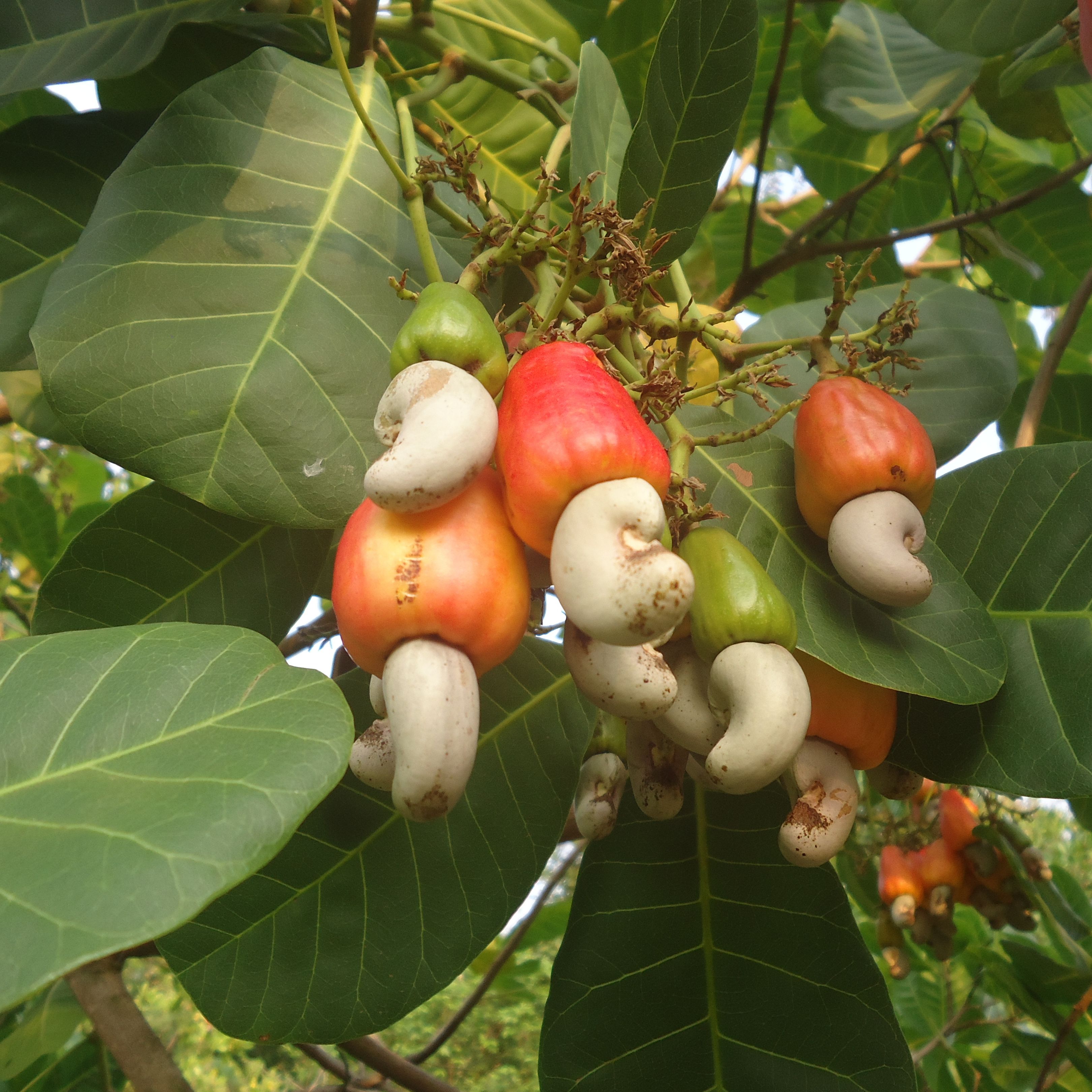2шт Anacardium Occidentale семена кешью семена деревьев сад посадки открытый - к