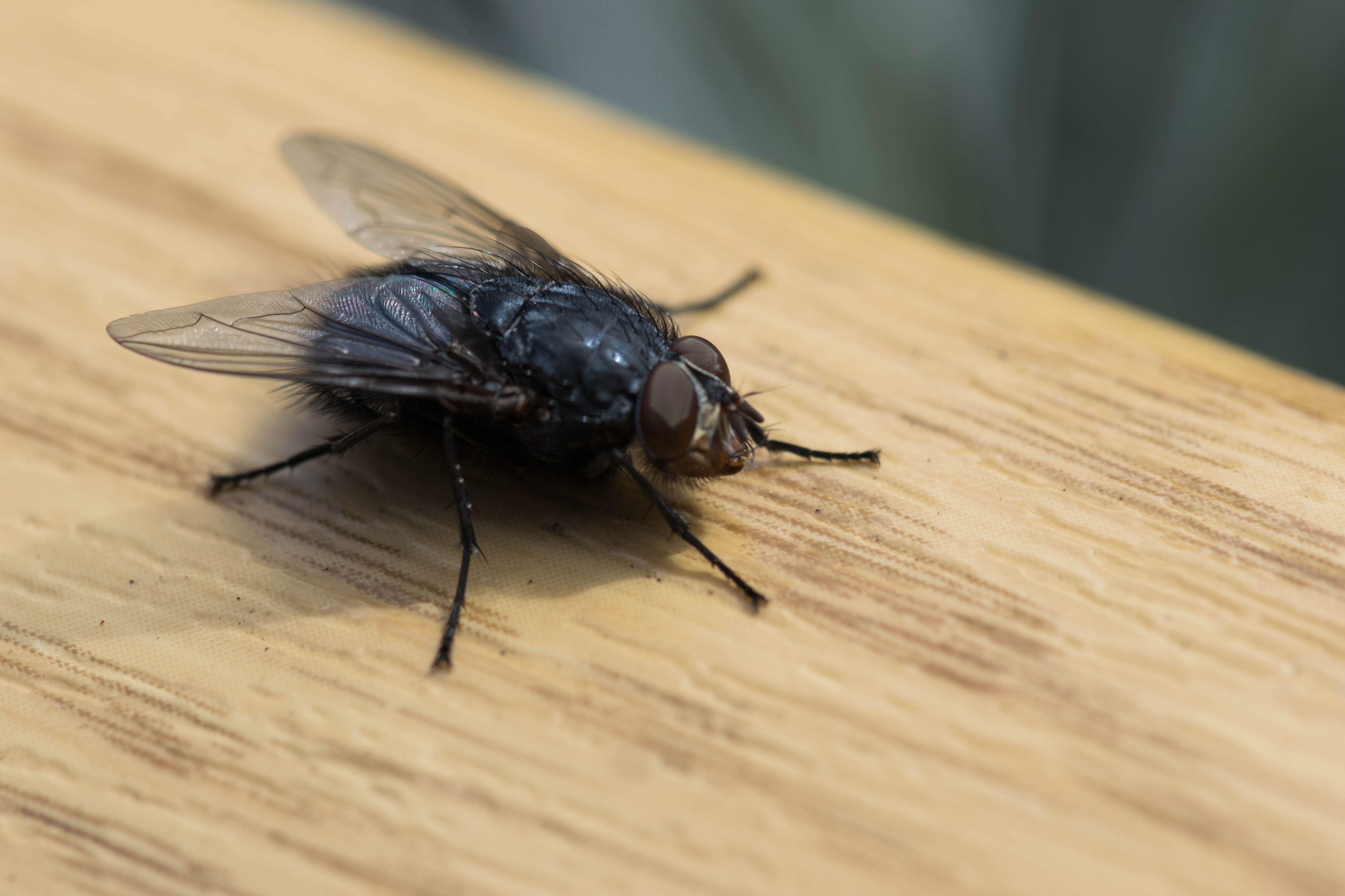 Pictures Of A Fly - KibrisPDR