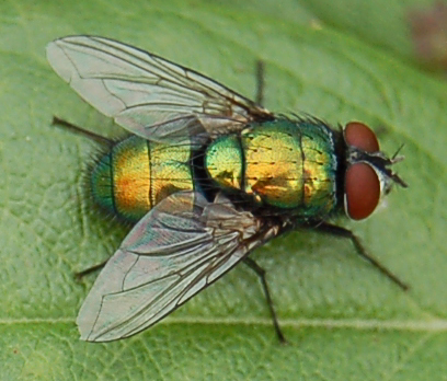 Detail Pictures Of A Fly Nomer 10