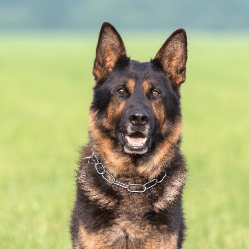 Detail Pictures Of A German Shepherd Nomer 9