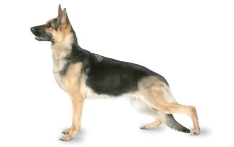 Detail Pictures Of A German Shepherd Nomer 10