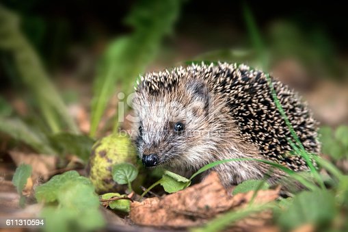 Detail Pictures Of A Hedgehog Nomer 45