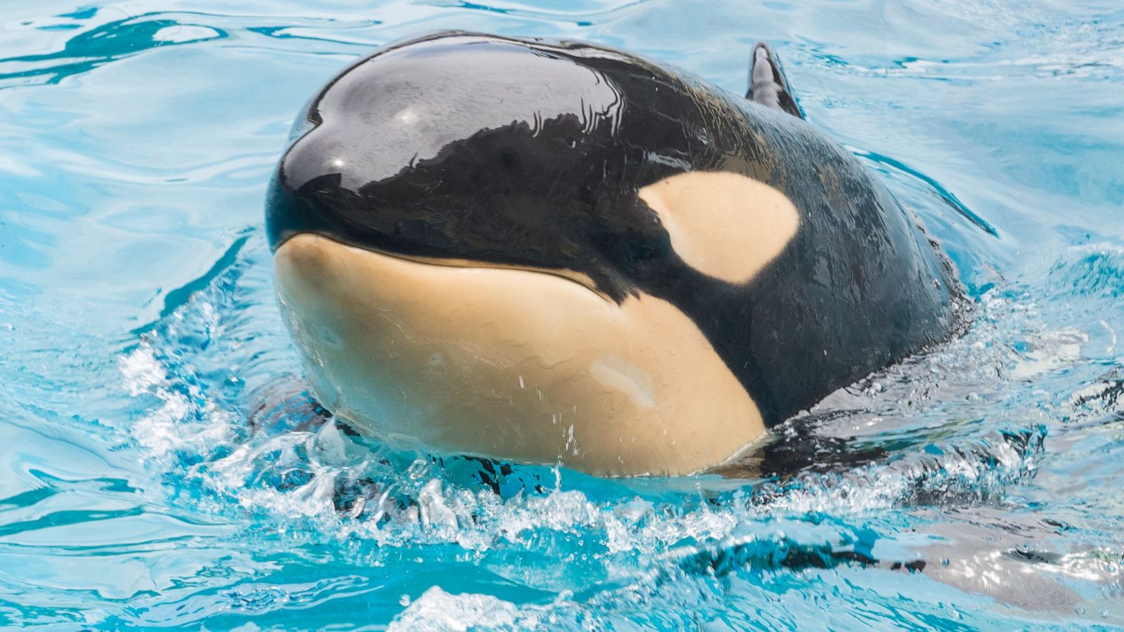 Detail Pictures Of A Killer Whales Nomer 9