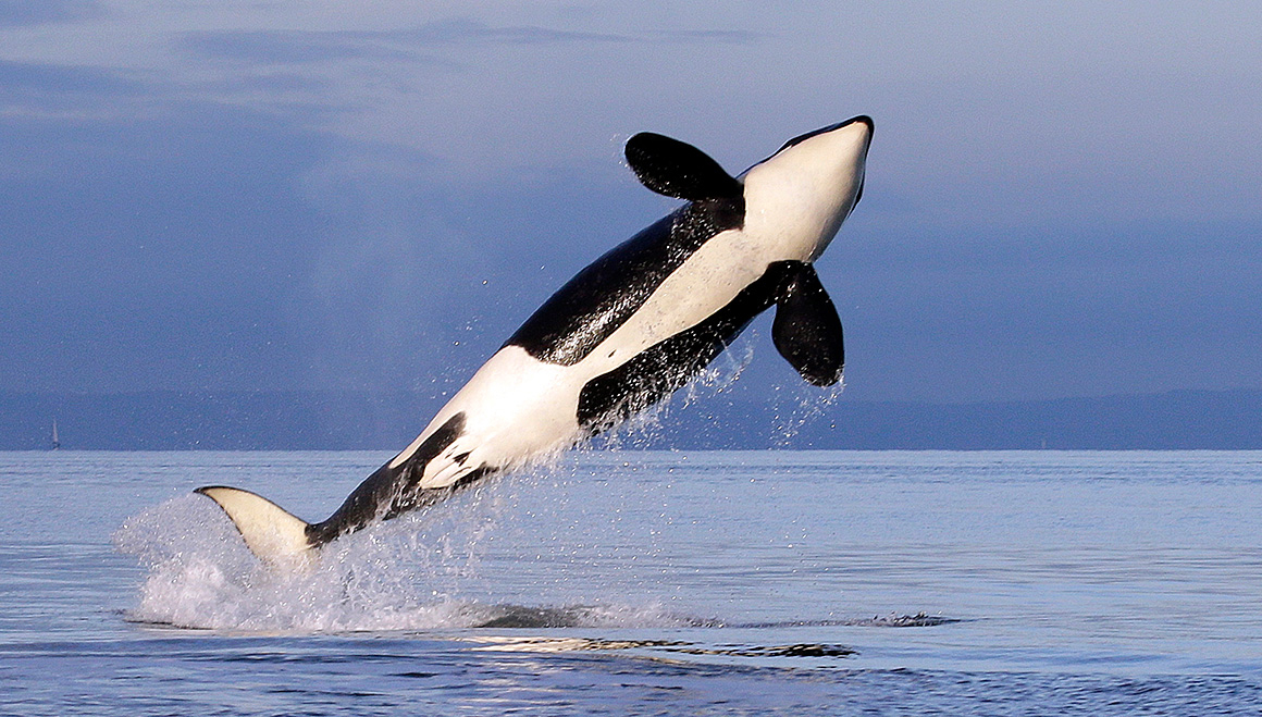 Detail Pictures Of A Killer Whales Nomer 14