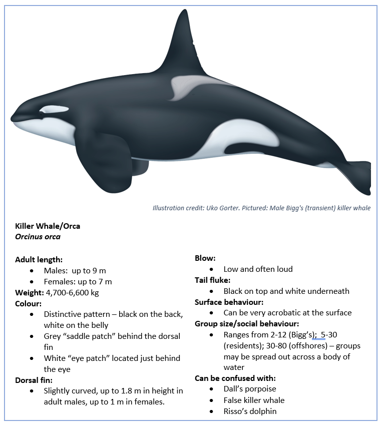 Detail Pictures Of A Killer Whales Nomer 41