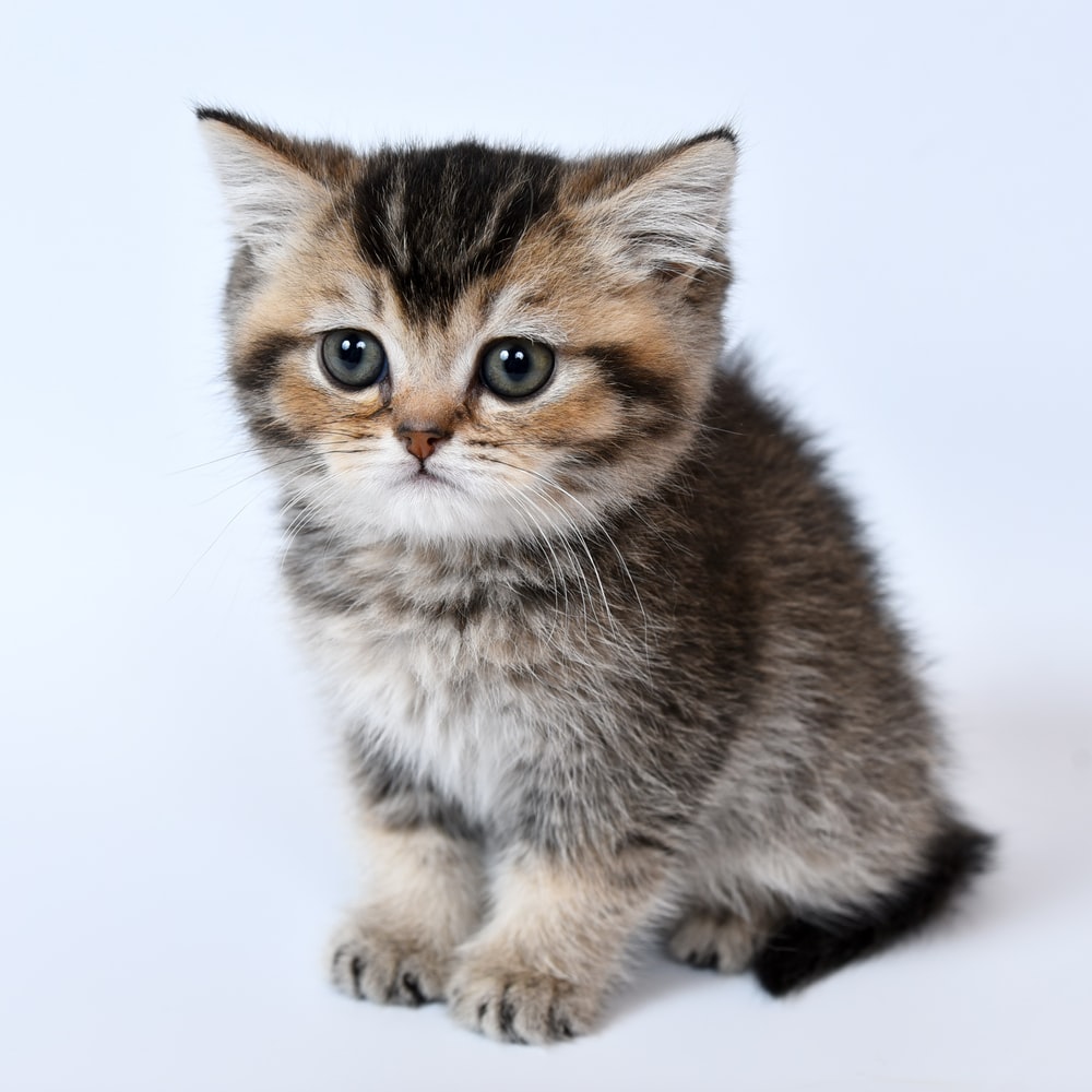 Pictures Of A Kitten - KibrisPDR