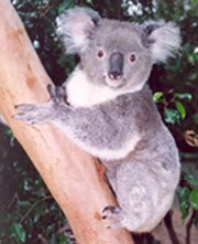 Detail Pictures Of A Koala Nomer 48