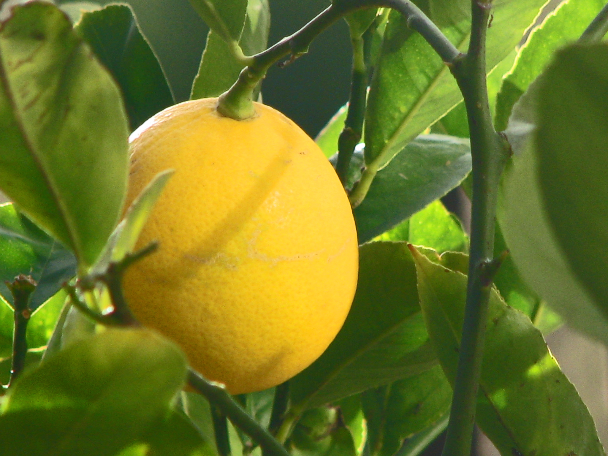 Detail Pictures Of A Lemon Nomer 48