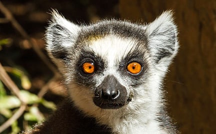 Detail Pictures Of A Lemur Nomer 10