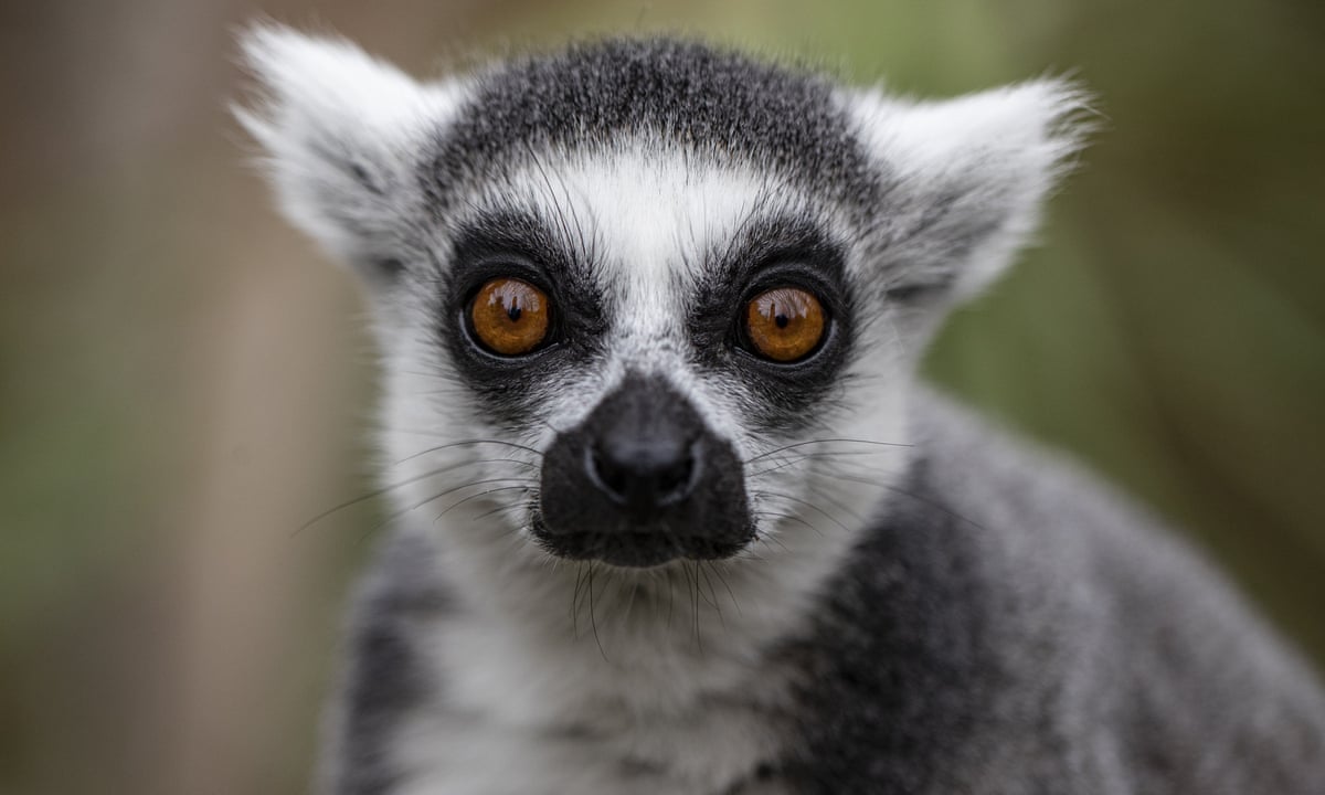 Detail Pictures Of A Lemur Nomer 12