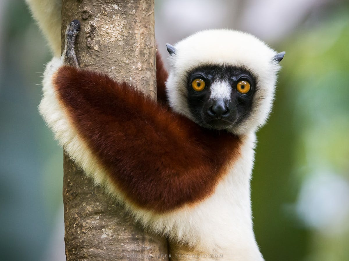 Detail Pictures Of A Lemur Nomer 21
