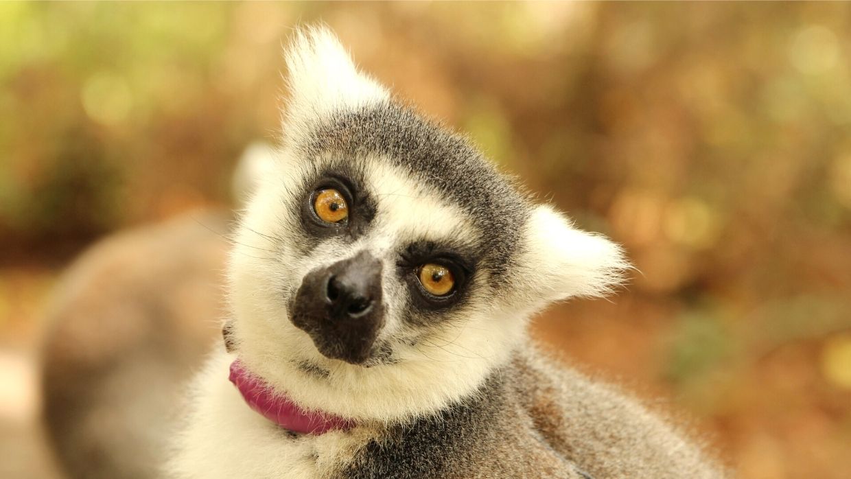 Detail Pictures Of A Lemur Nomer 25
