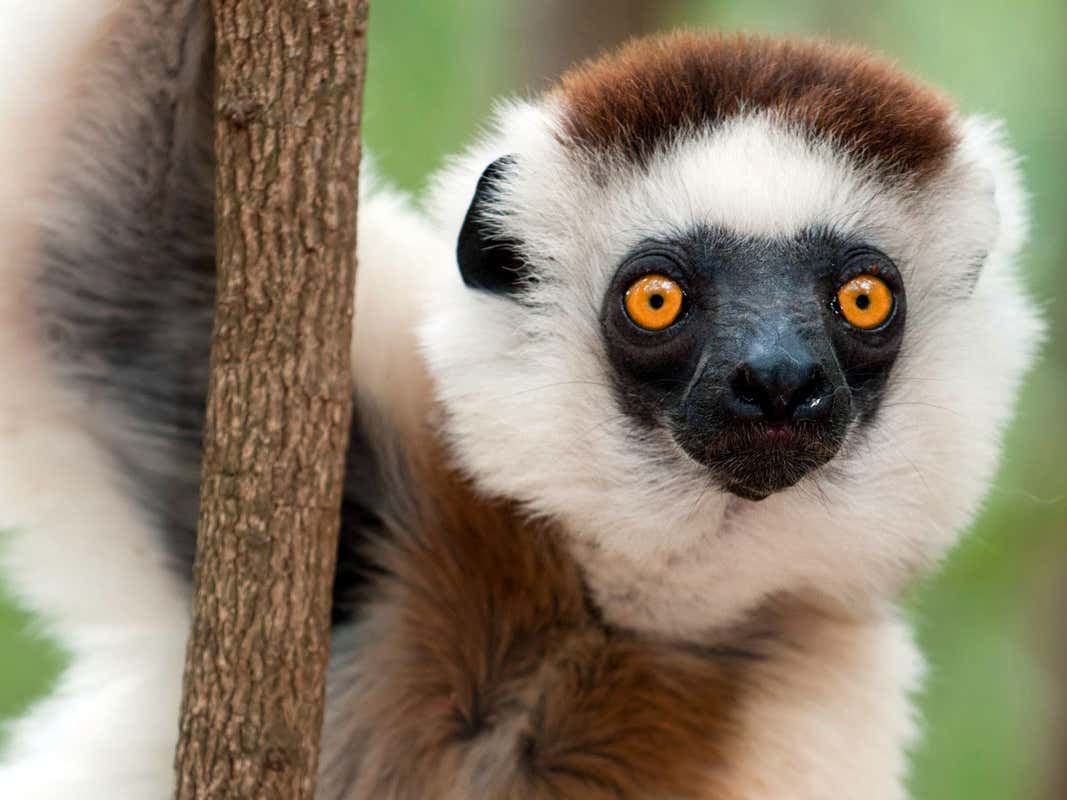 Detail Pictures Of A Lemur Nomer 4