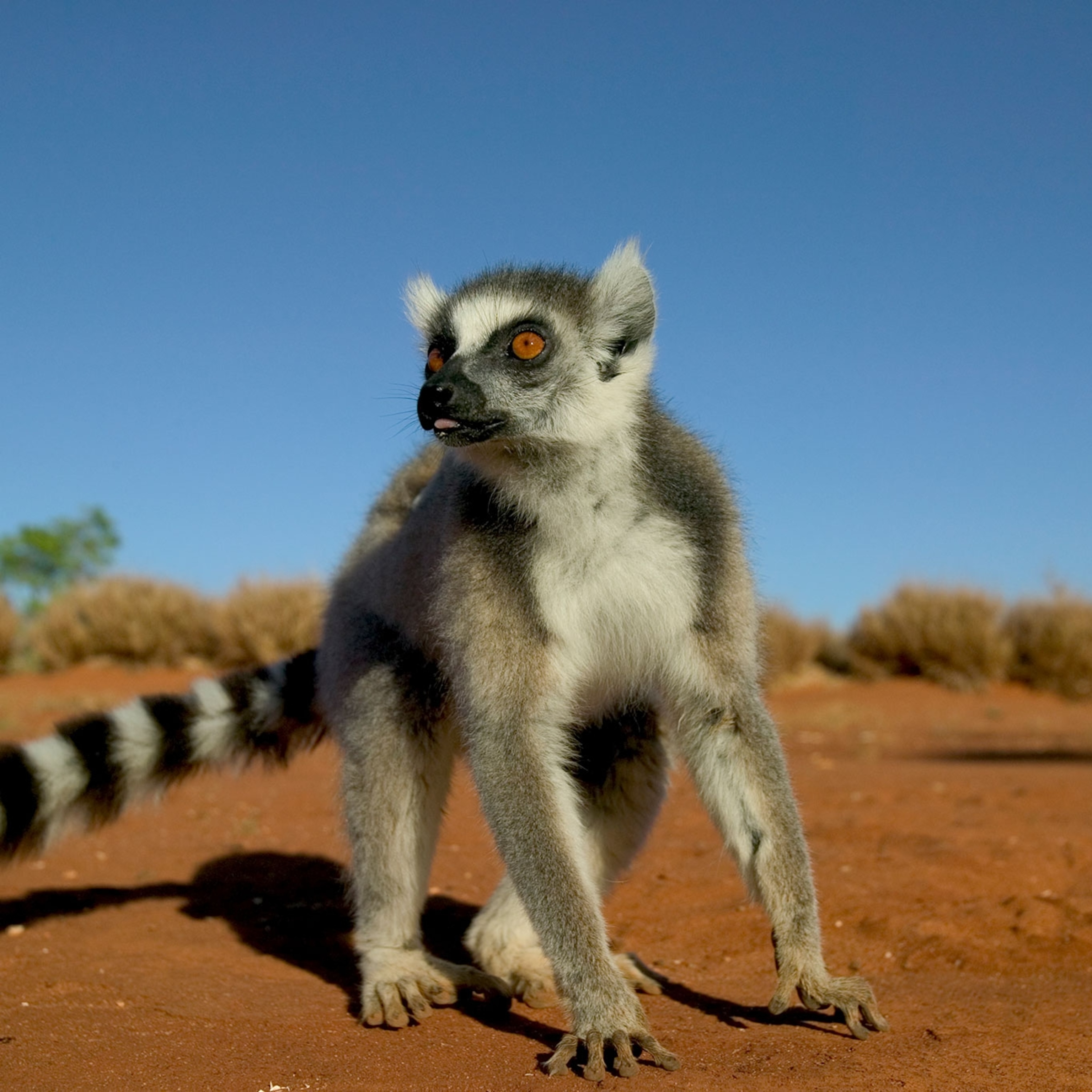 Detail Pictures Of A Lemur Nomer 41