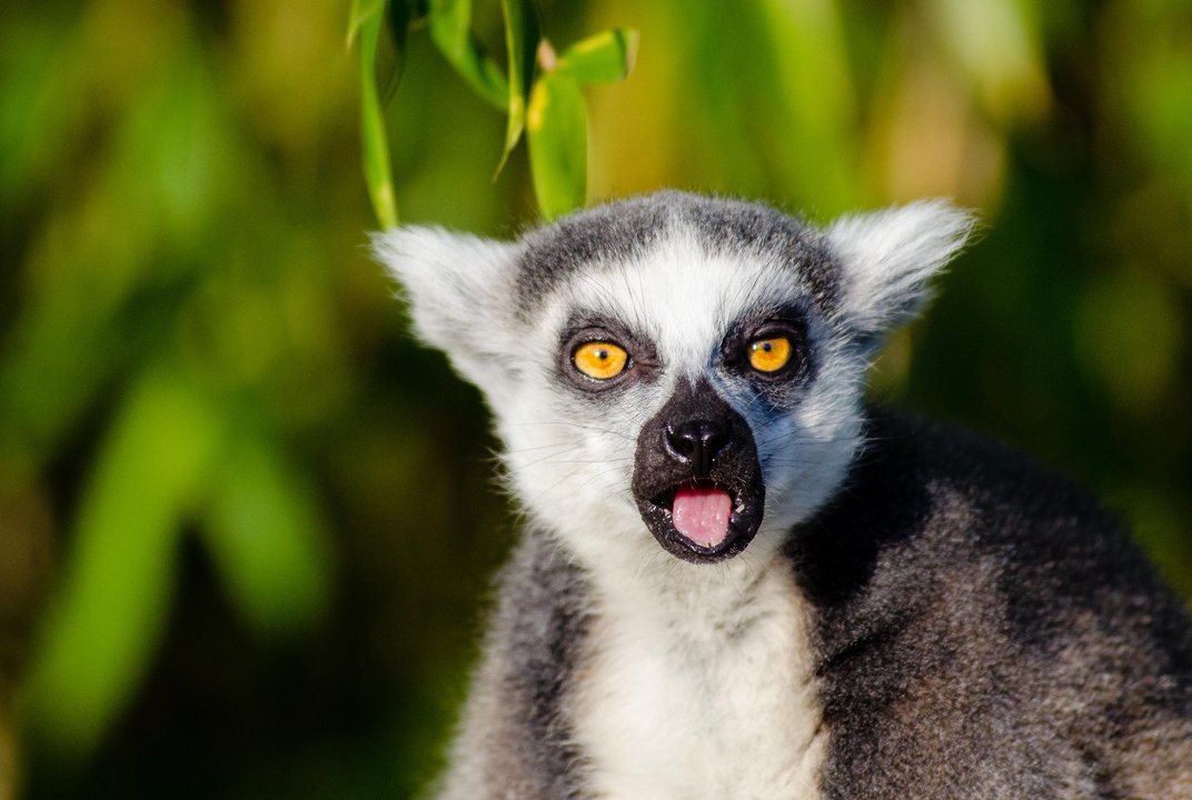 Download Pictures Of A Lemur Nomer 5