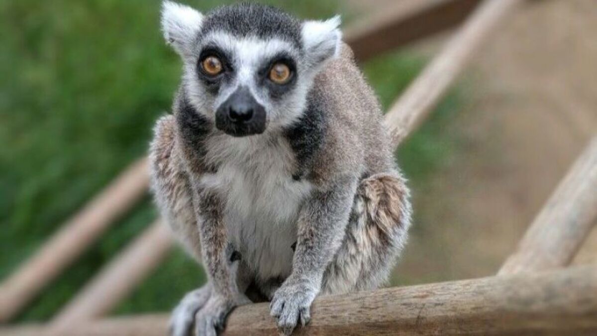 Pictures Of A Lemur Monkey - KibrisPDR