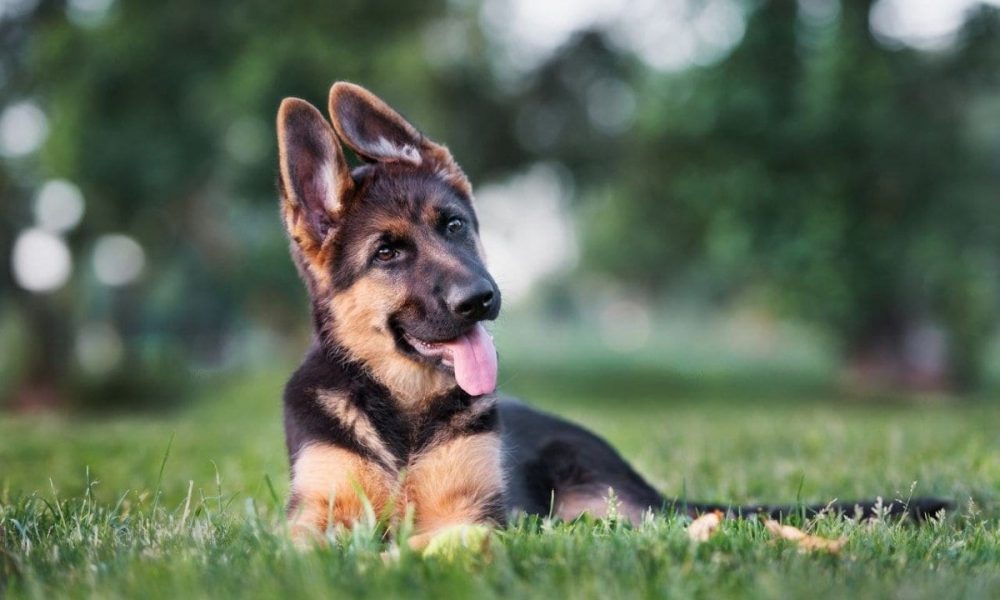 Detail Pictures Of A Puppy German Shepherd Nomer 10