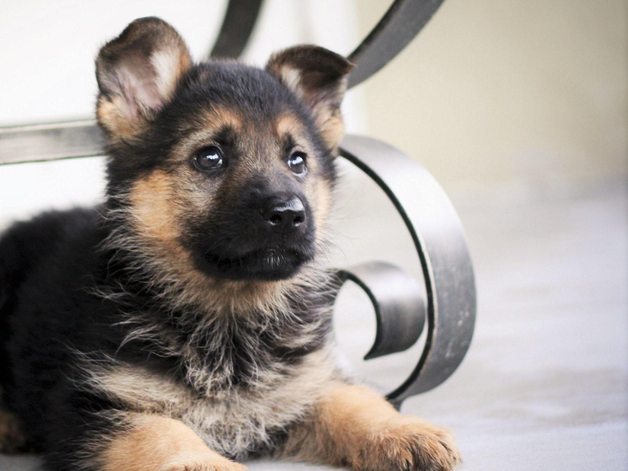 Detail Pictures Of A Puppy German Shepherd Nomer 12