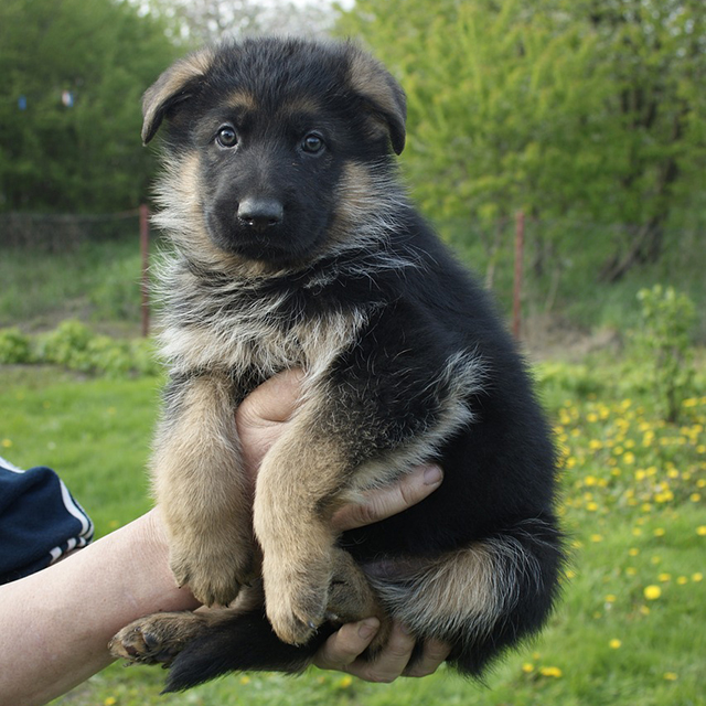 Detail Pictures Of A Puppy German Shepherd Nomer 17