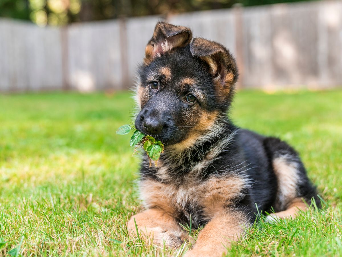 Detail Pictures Of A Puppy German Shepherd Nomer 22