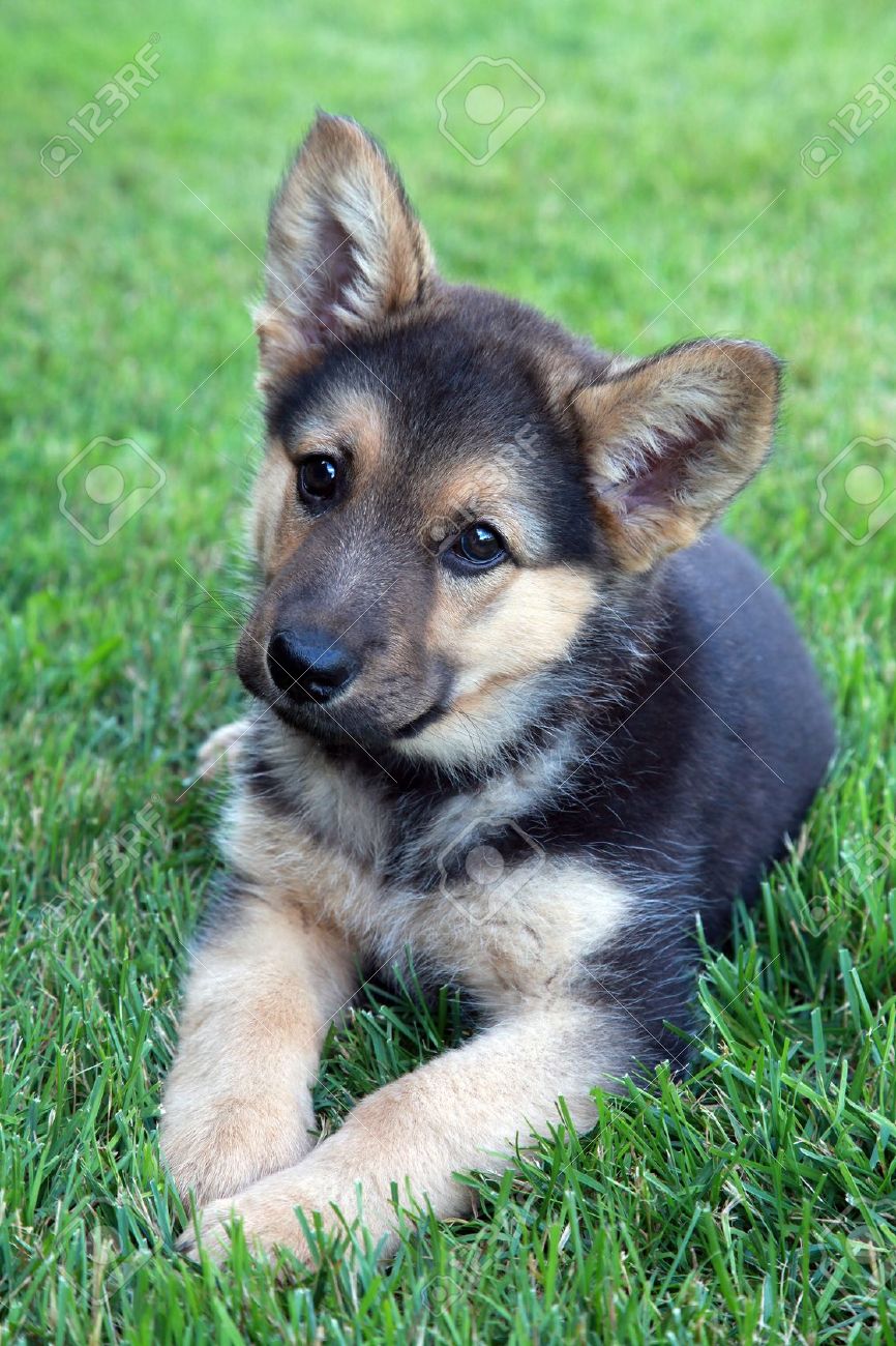 Detail Pictures Of A Puppy German Shepherd Nomer 48