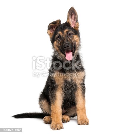 Detail Pictures Of A Puppy German Shepherd Nomer 53