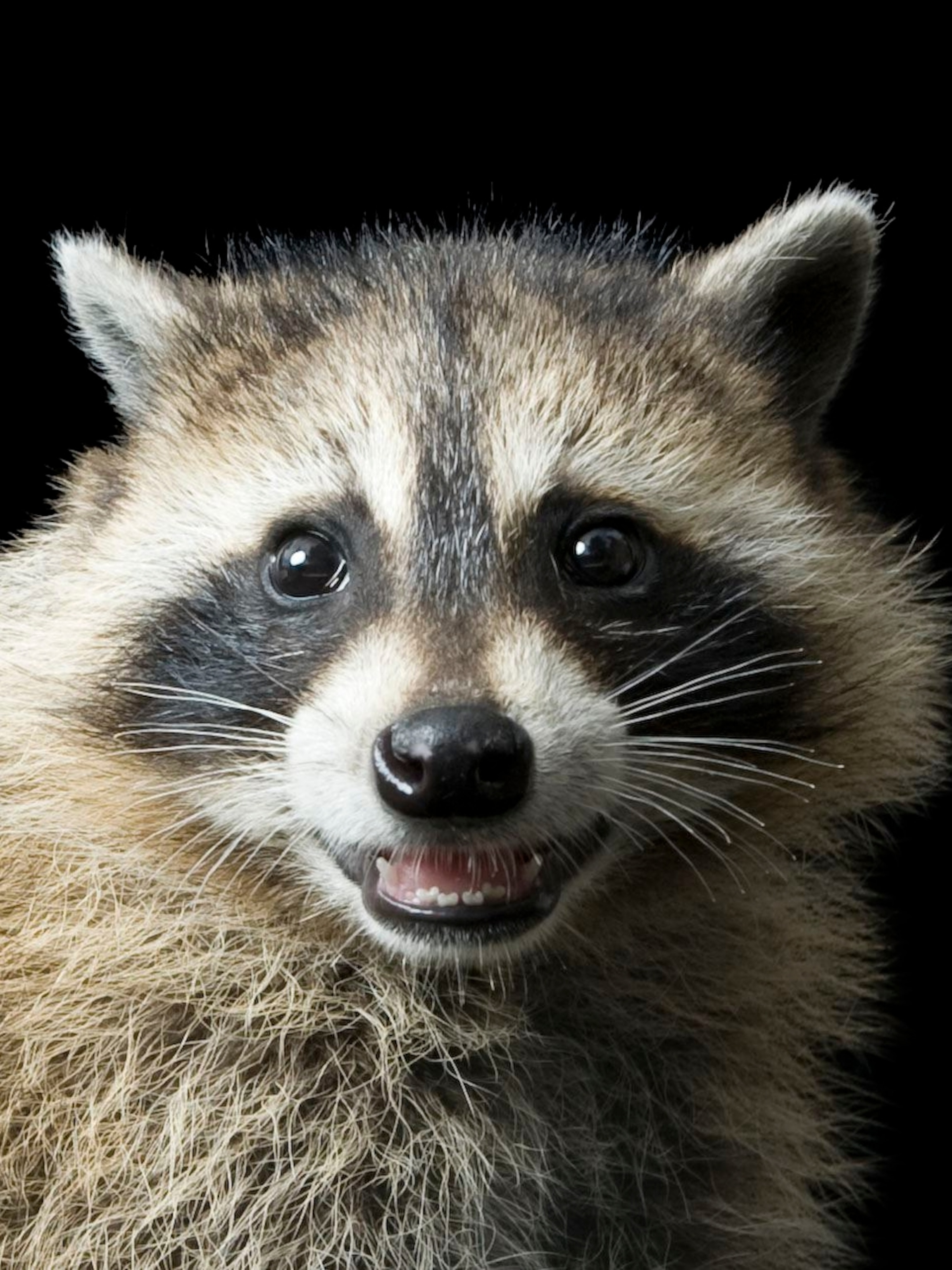 Pictures Of A Raccoon - KibrisPDR