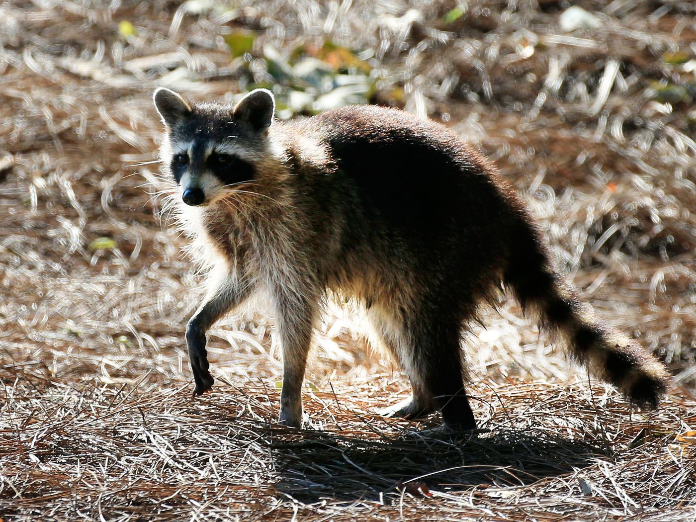 Detail Pictures Of A Raccoon Nomer 13