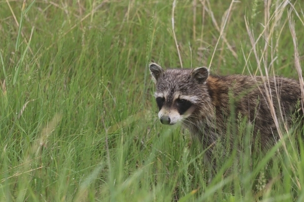 Detail Pictures Of A Raccoon Nomer 39