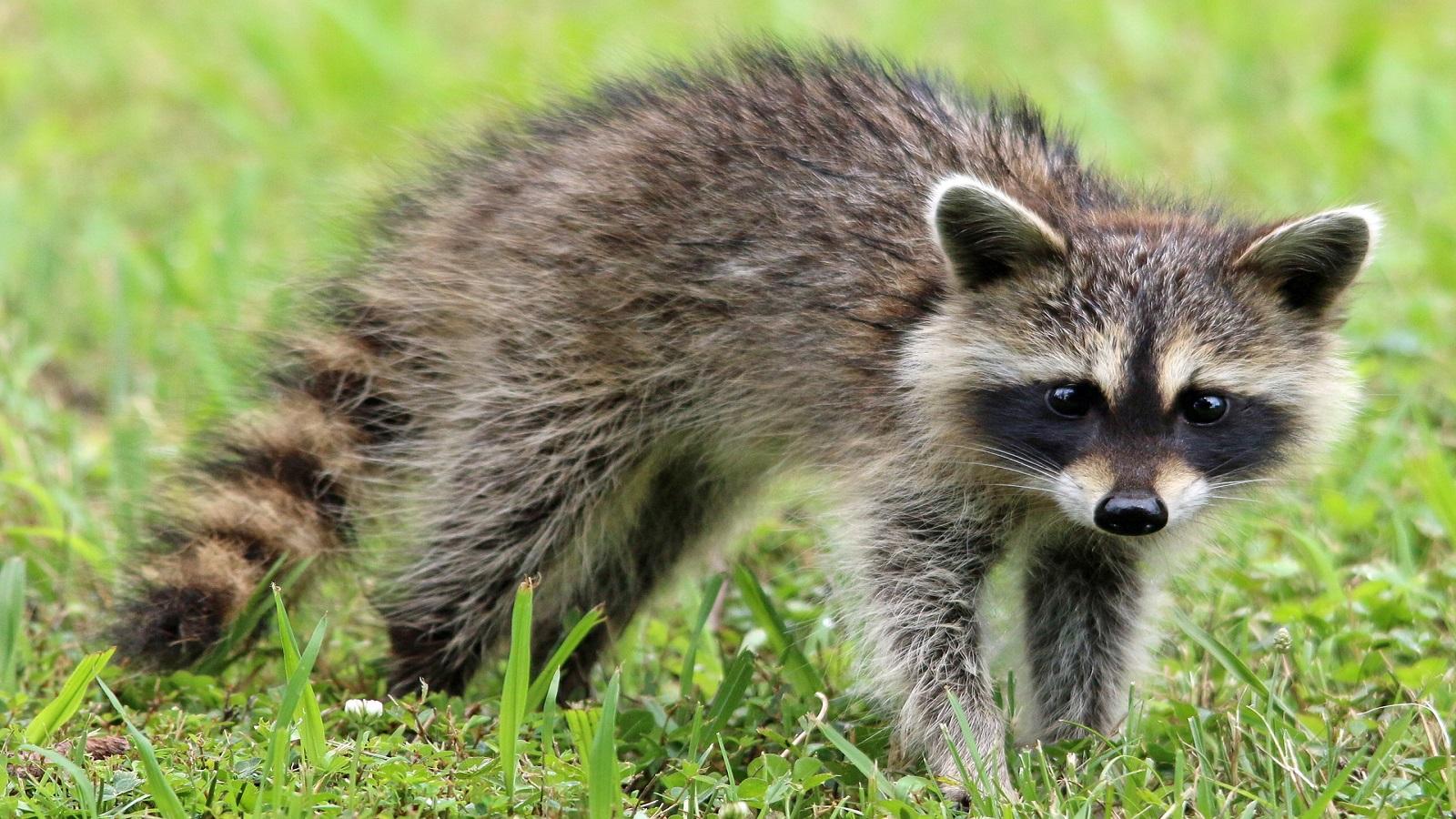 Pictures Of A Racoon - KibrisPDR