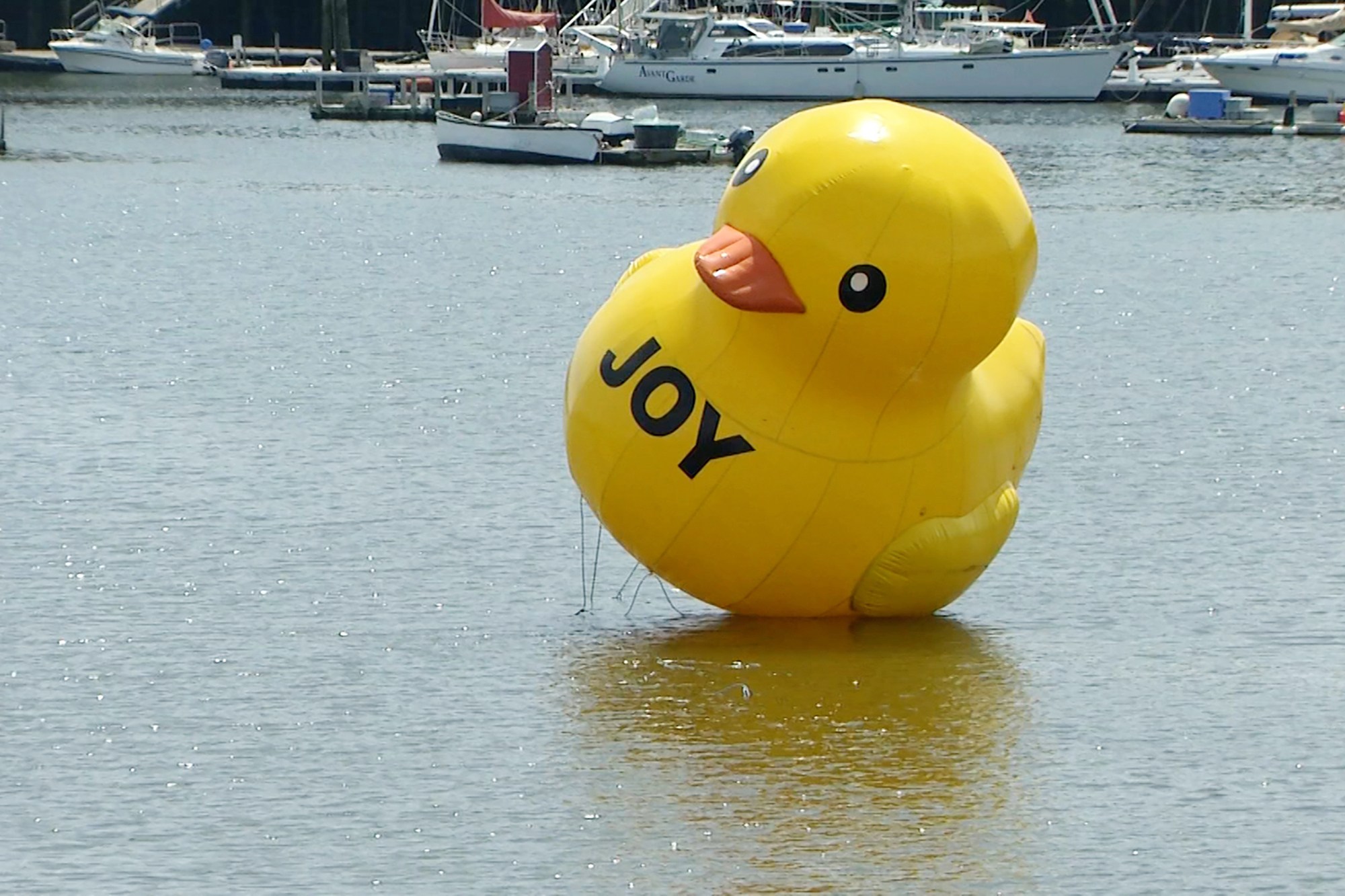 Detail Pictures Of A Rubber Duck Nomer 20